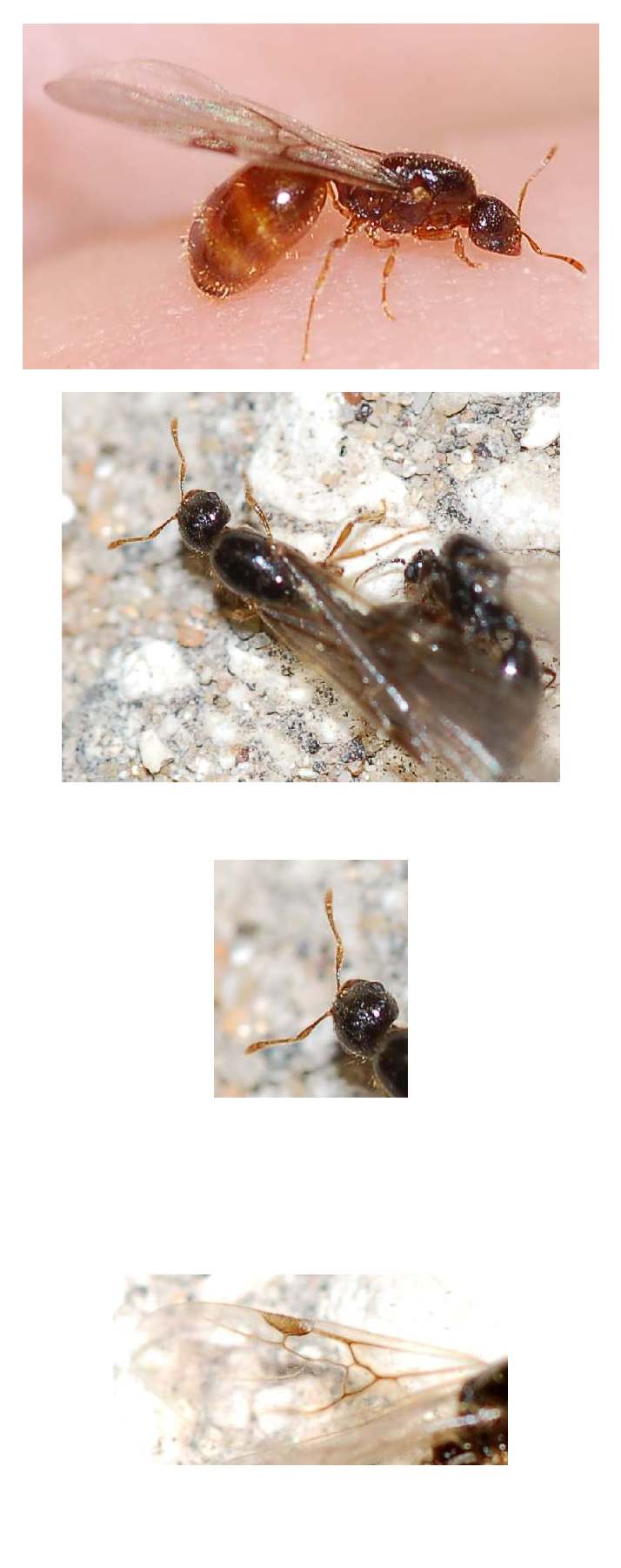 Turbinio di formiche alate: probabili Solenopsis sp.